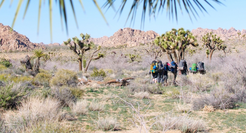 A group of backpackers move away from the camera amid joshua trees. 